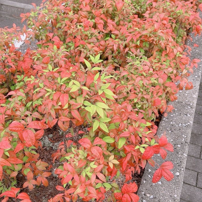 りんこの写メ