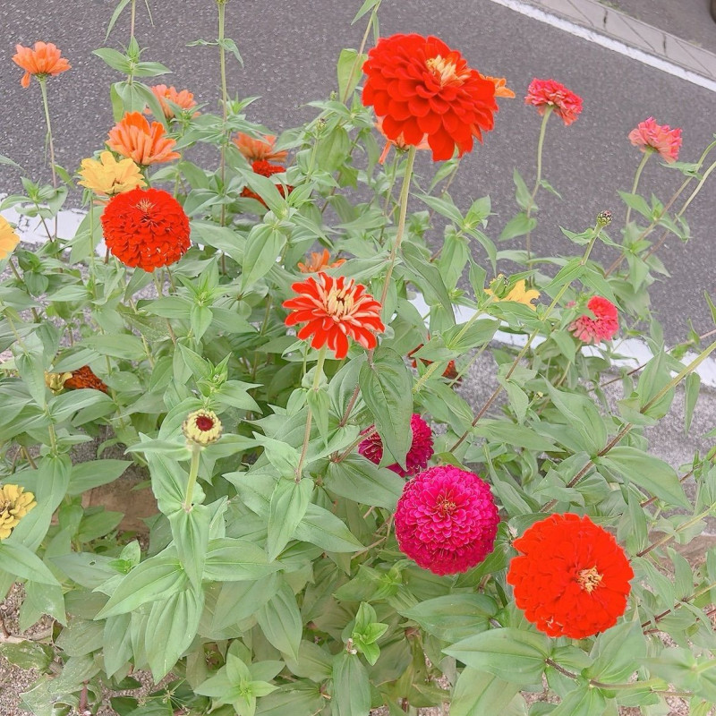 りんこの写メ